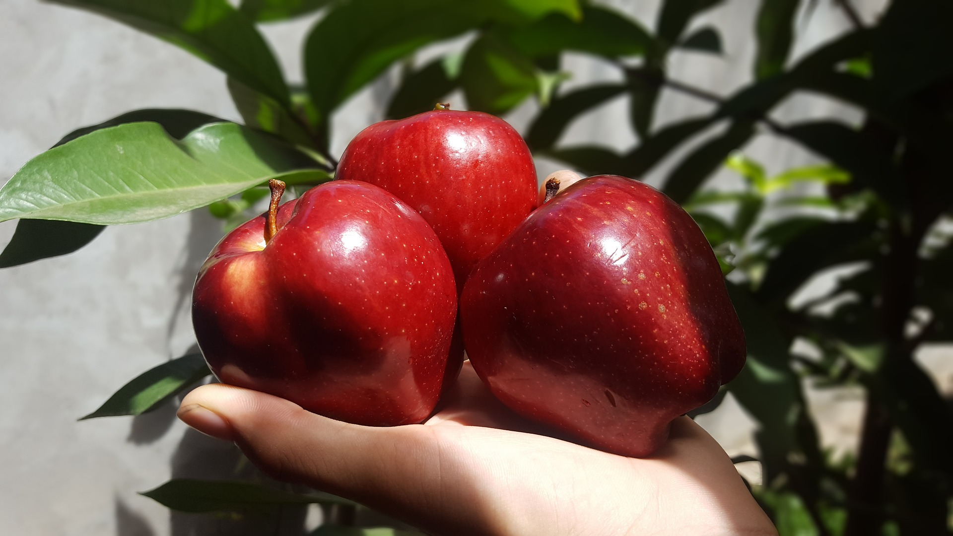 Hand, die drei Äpfel hält