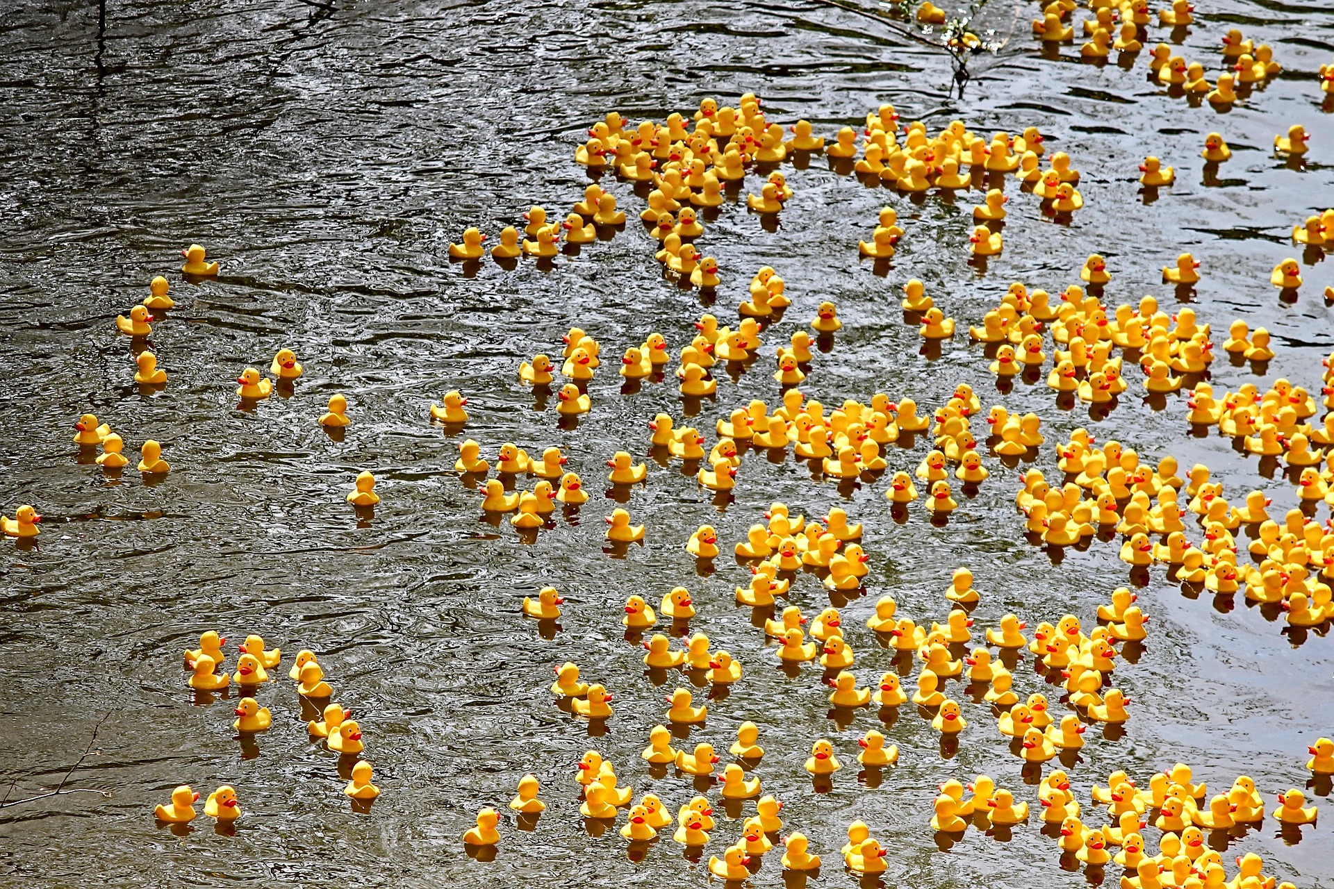 Eine Versammlung von Enten im Wasser